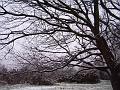 Tree patterns, Snow, Blackheath IMGP7534